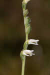 Texas lady's tresses